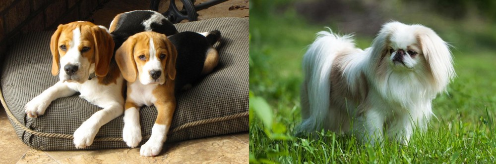 Japanese Chin vs Beagle - Breed Comparison