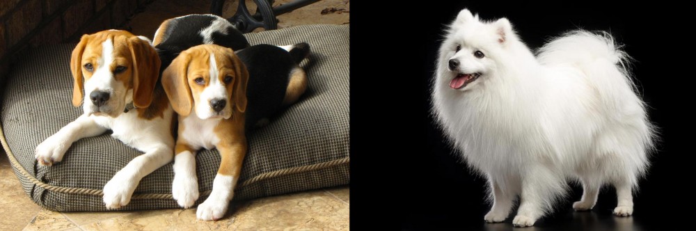 Japanese Spitz vs Beagle - Breed Comparison