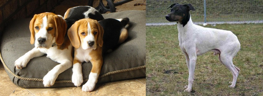Japanese Terrier vs Beagle - Breed Comparison