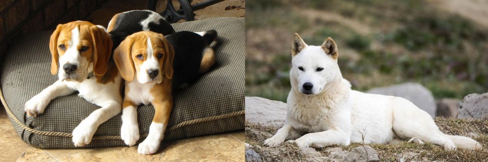 Jindo vs Beagle - Breed Comparison