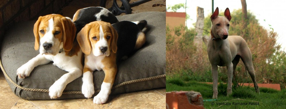 Jonangi vs Beagle - Breed Comparison