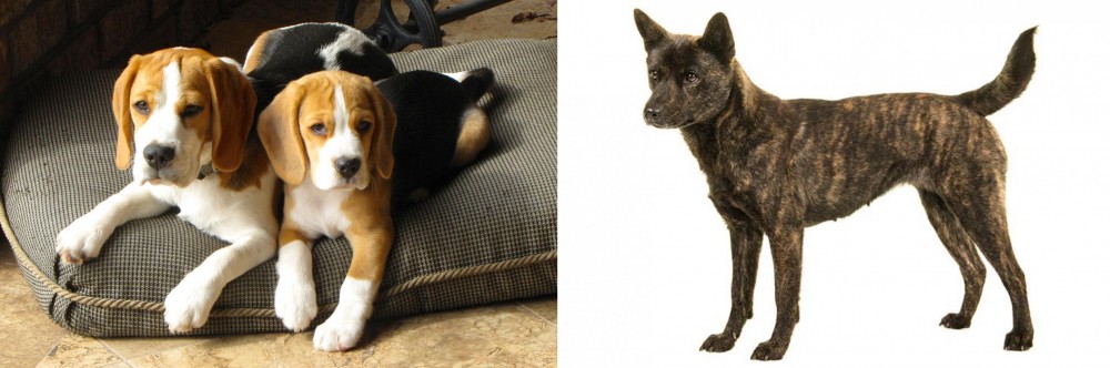 Kai Ken vs Beagle - Breed Comparison
