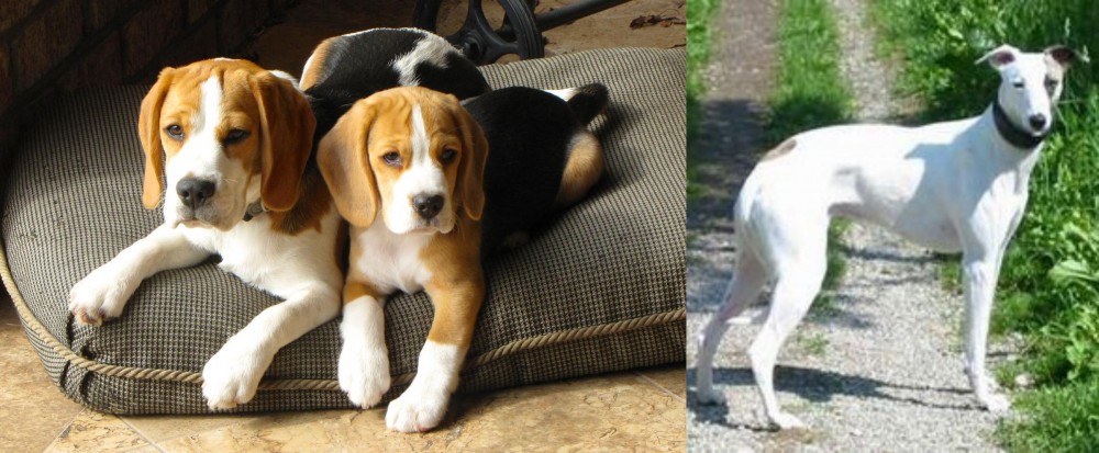 Kaikadi vs Beagle - Breed Comparison
