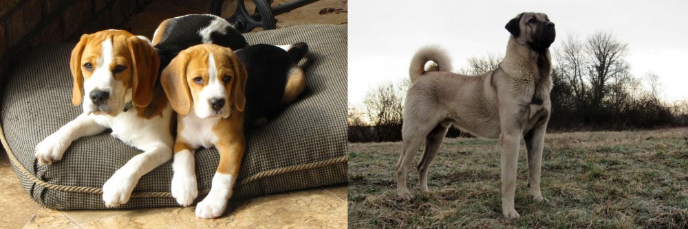 Kangal Dog vs Beagle - Breed Comparison