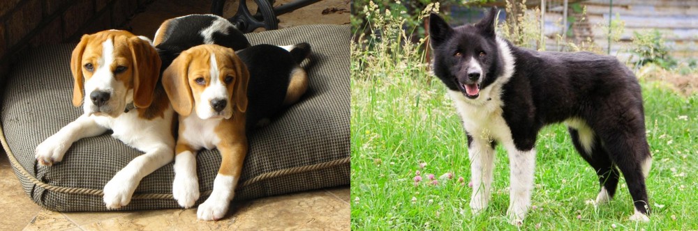 Karelian Bear Dog vs Beagle - Breed Comparison