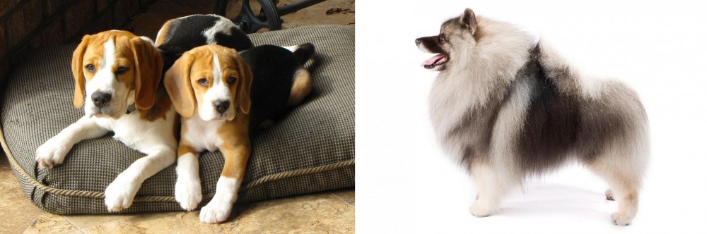 Keeshond vs Beagle - Breed Comparison