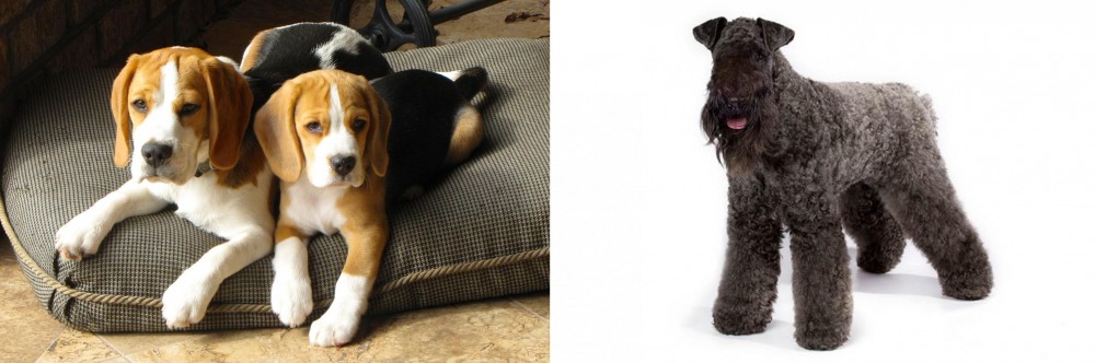 Kerry Blue Terrier vs Beagle - Breed Comparison