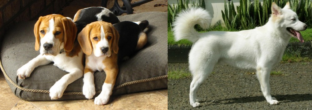 Kintamani vs Beagle - Breed Comparison