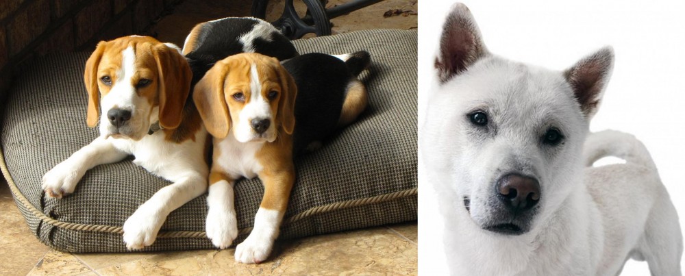 Kishu vs Beagle - Breed Comparison