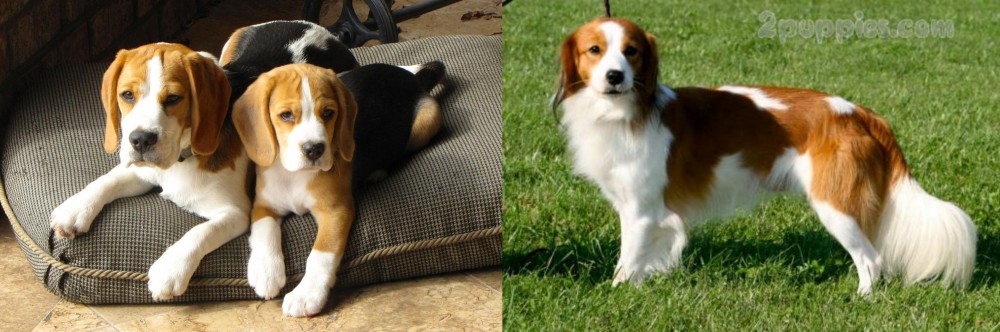 Kooikerhondje vs Beagle - Breed Comparison
