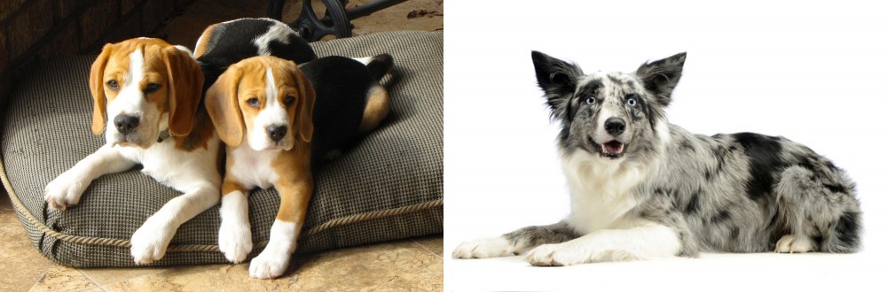 Koolie vs Beagle - Breed Comparison