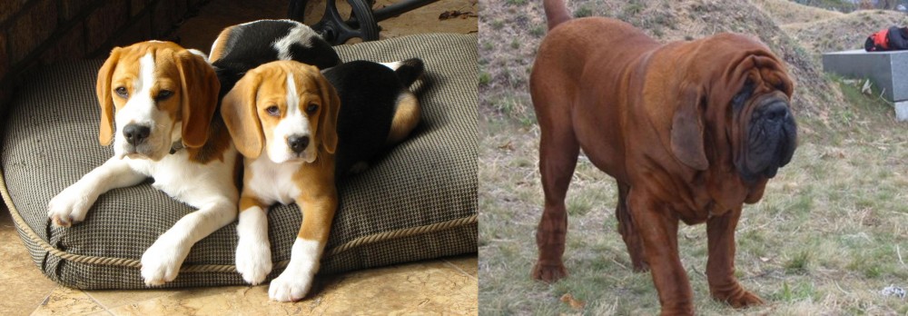Korean Mastiff vs Beagle - Breed Comparison