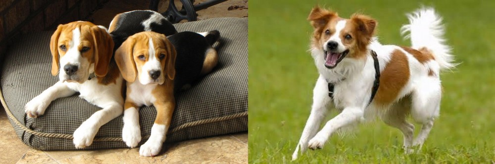 Kromfohrlander vs Beagle - Breed Comparison