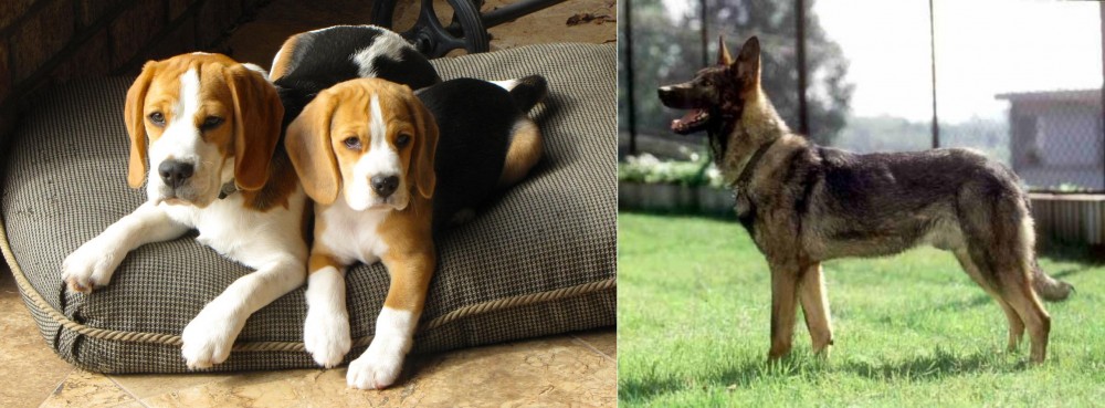 Kunming Dog vs Beagle - Breed Comparison