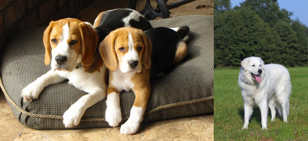 Kuvasz vs Beagle - Breed Comparison