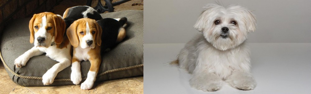 Kyi-Leo vs Beagle - Breed Comparison