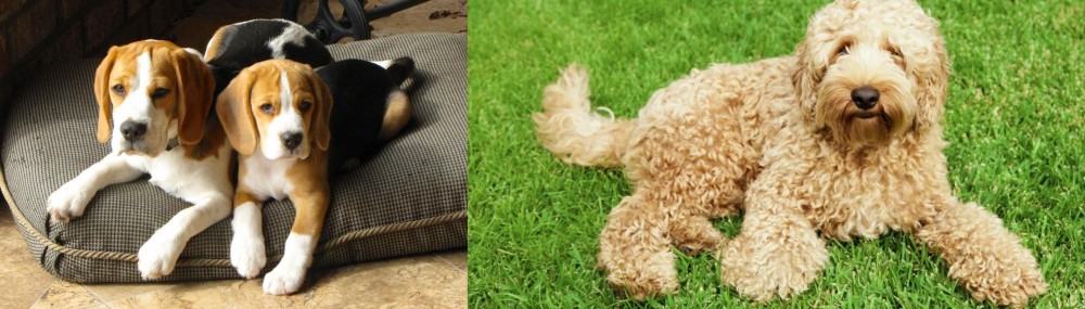 Labradoodle vs Beagle - Breed Comparison