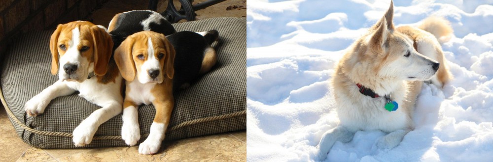 Labrador Husky vs Beagle - Breed Comparison