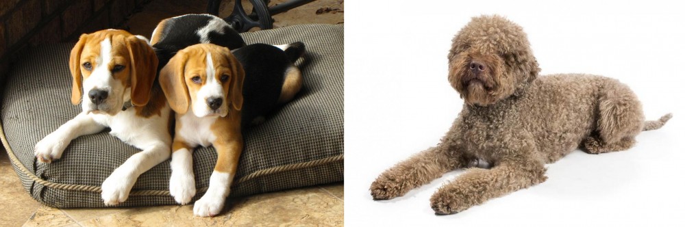 Lagotto Romagnolo vs Beagle - Breed Comparison