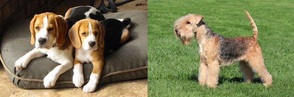 Lakeland Terrier vs Beagle - Breed Comparison