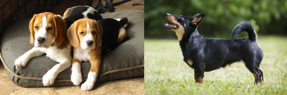 Lancashire Heeler vs Beagle - Breed Comparison