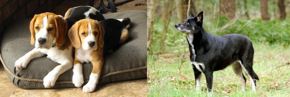 Lapponian Herder vs Beagle - Breed Comparison