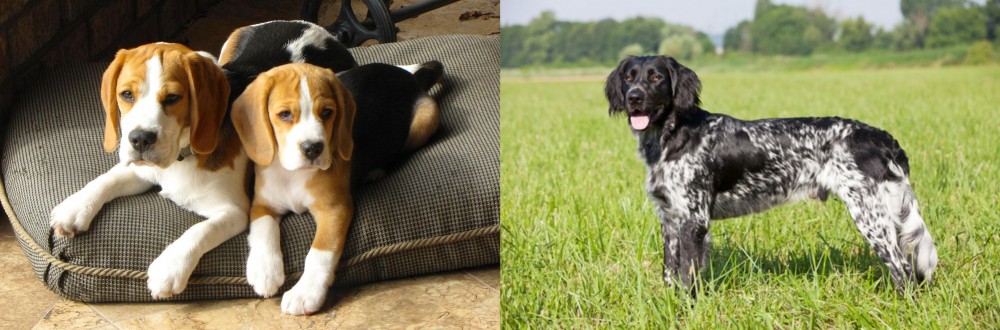 Large Munsterlander vs Beagle - Breed Comparison