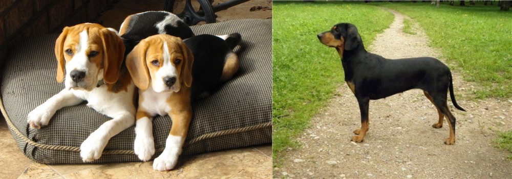 Latvian Hound vs Beagle - Breed Comparison