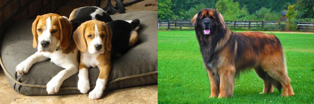 Leonberger vs Beagle - Breed Comparison