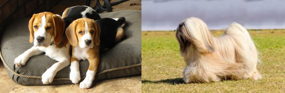 Lhasa Apso vs Beagle - Breed Comparison