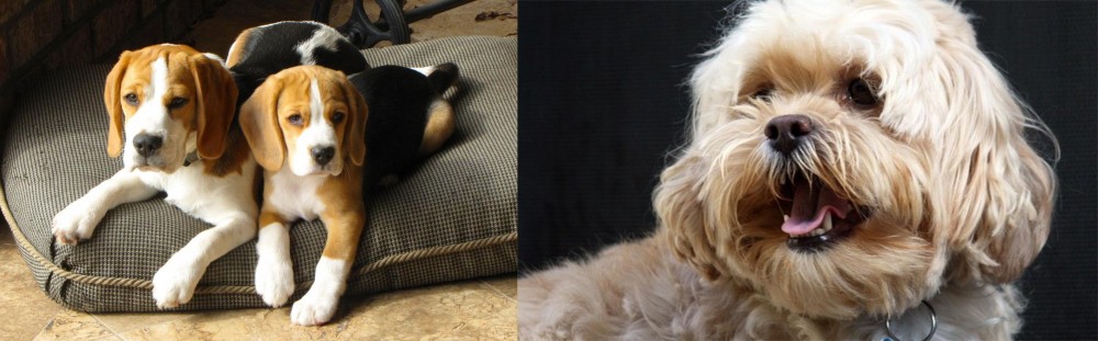Lhasapoo vs Beagle - Breed Comparison