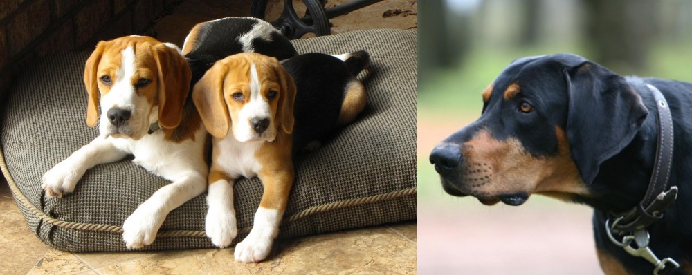 Lithuanian Hound vs Beagle - Breed Comparison