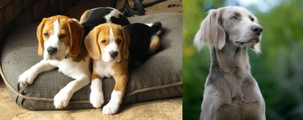 Longhaired Weimaraner vs Beagle - Breed Comparison