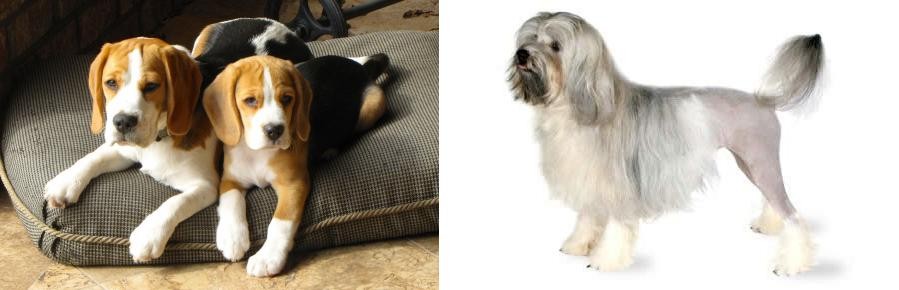 Lowchen vs Beagle - Breed Comparison