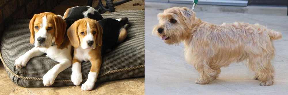Lucas Terrier vs Beagle - Breed Comparison