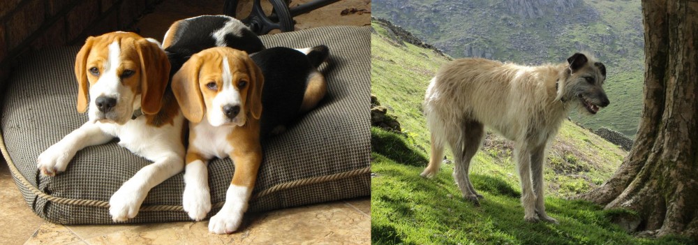 Lurcher vs Beagle - Breed Comparison