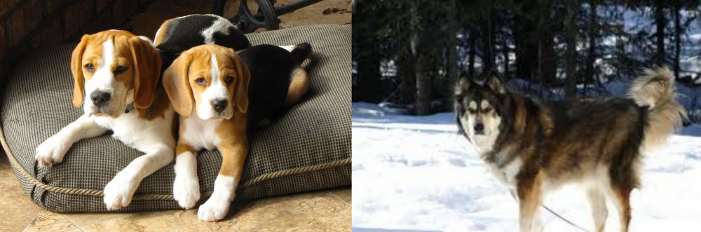 Mackenzie River Husky vs Beagle - Breed Comparison