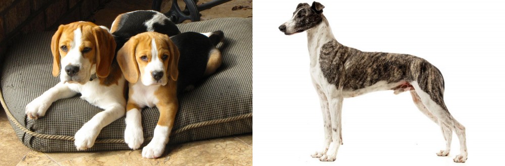 Magyar Agar vs Beagle - Breed Comparison