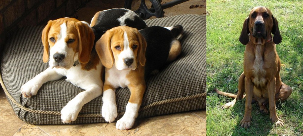 Majestic Tree Hound vs Beagle - Breed Comparison