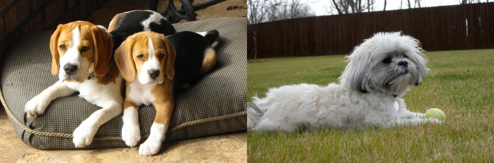 Mal-Shi vs Beagle - Breed Comparison