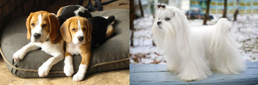 Maltese vs Beagle - Breed Comparison