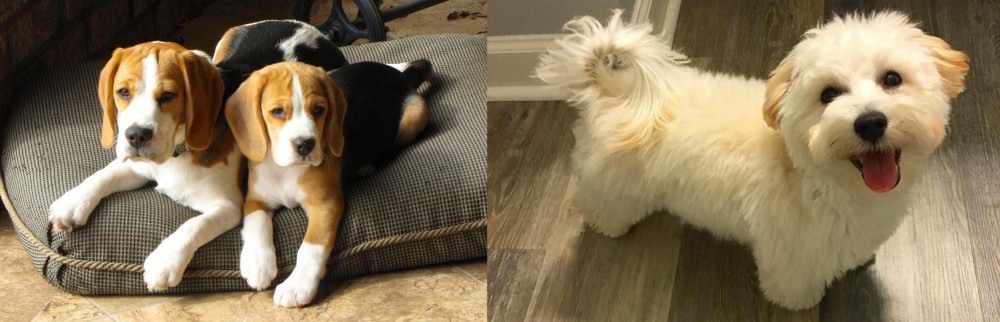 Maltipoo vs Beagle - Breed Comparison