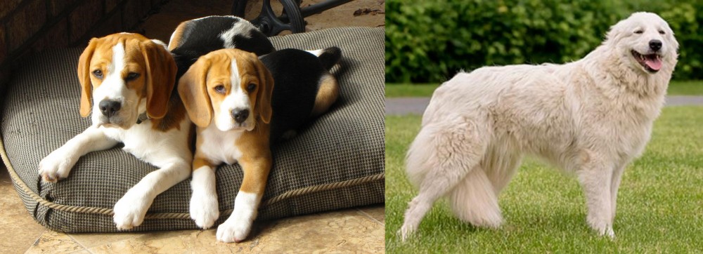 Maremma Sheepdog vs Beagle - Breed Comparison