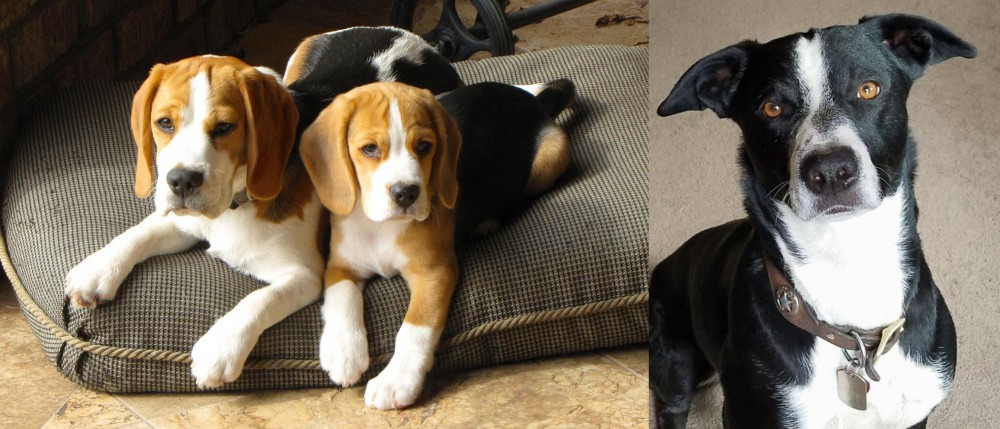 McNab vs Beagle - Breed Comparison