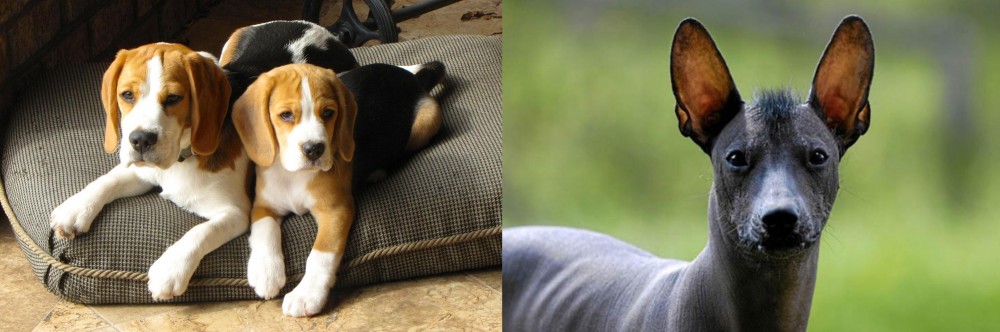 Mexican Hairless vs Beagle - Breed Comparison