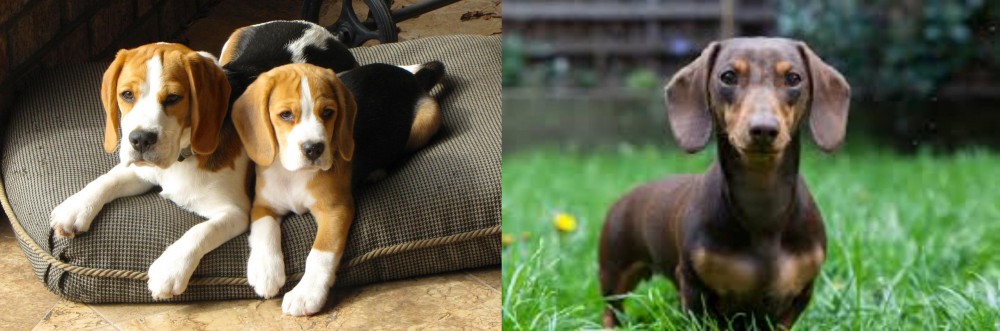 Miniature Dachshund vs Beagle - Breed Comparison