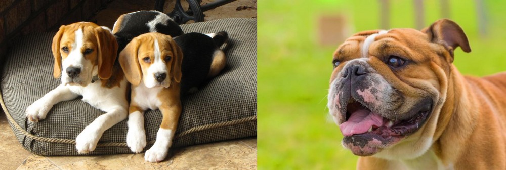 Miniature English Bulldog vs Beagle - Breed Comparison