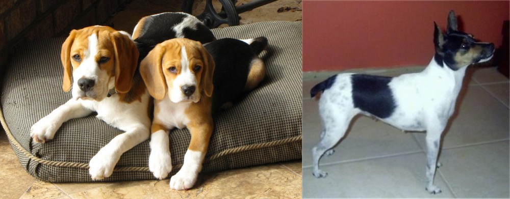Miniature Fox Terrier vs Beagle - Breed Comparison
