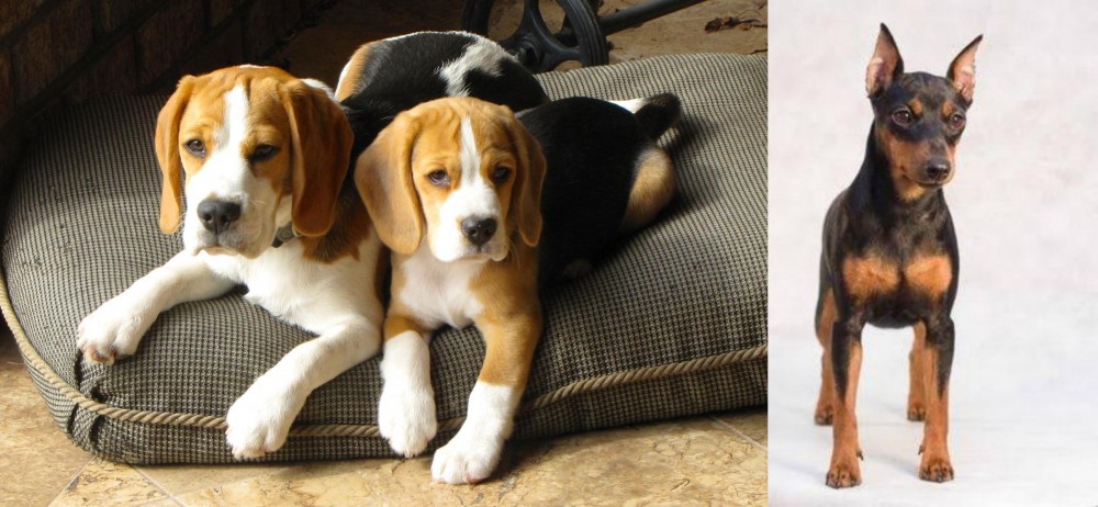 Miniature Pinscher vs Beagle - Breed Comparison