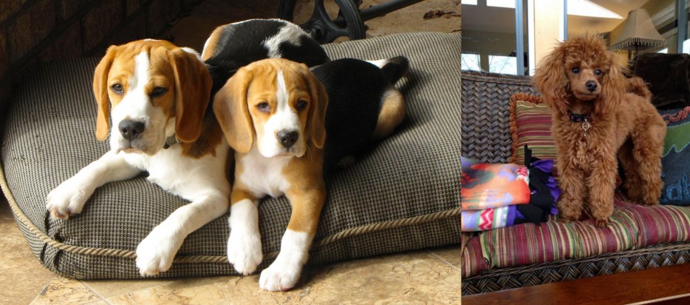 Miniature Poodle vs Beagle - Breed Comparison